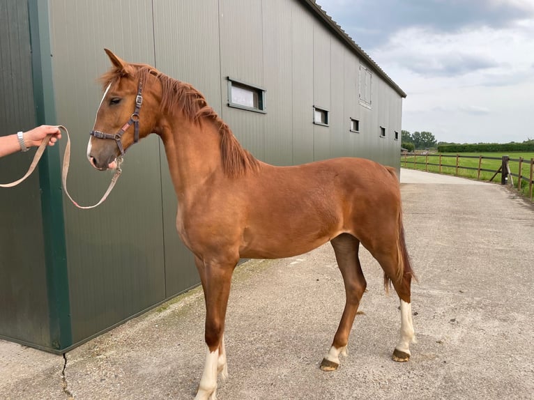 KWPN Mare 1 year 16,1 hh Chestnut-Red in Elsloo