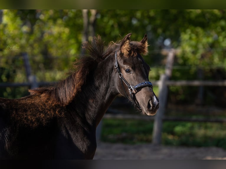 KWPN Mare 1 year 16,2 hh Black in Ulicoten