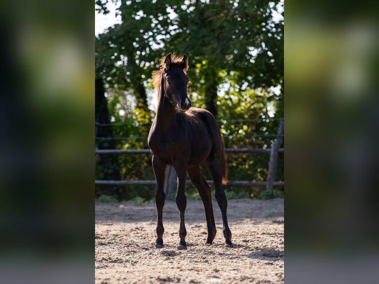 KWPN Mare 1 year 16,2 hh Black in Ulicoten