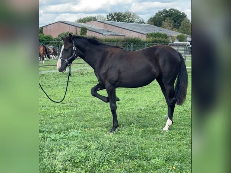 KWPN Mare 1 year 16,2 hh Chestnut in Maasbree