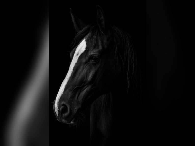 KWPN Mare 1 year 16,2 hh Chestnut in Maasbree