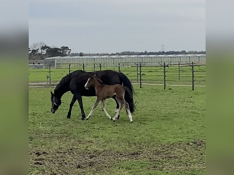 KWPN Mare 1 year 16,2 hh Chestnut in Maasbree