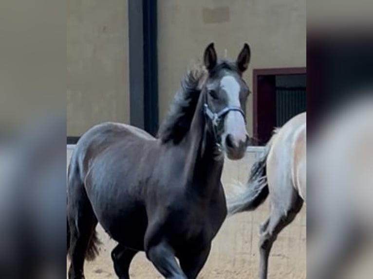 KWPN Mare 1 year 16,2 hh Chestnut in Maasbree