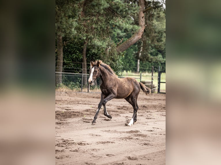 KWPN Mare 1 year 16,2 hh Chestnut in Maasbree