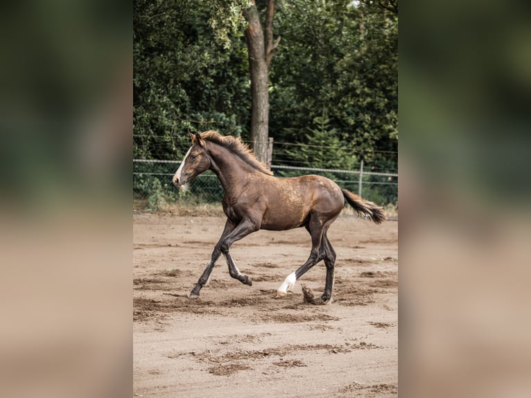KWPN Mare 1 year 16,2 hh Chestnut in Maasbree