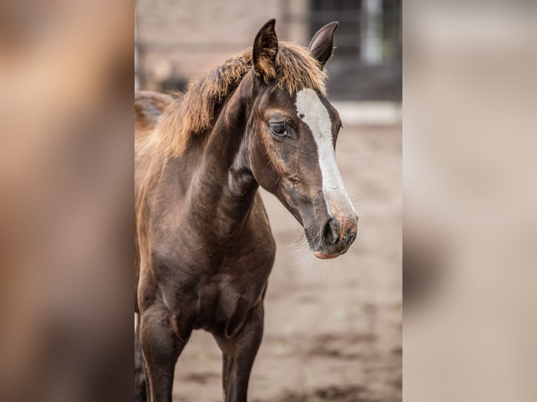KWPN Mare 1 year 16,2 hh Chestnut in Maasbree