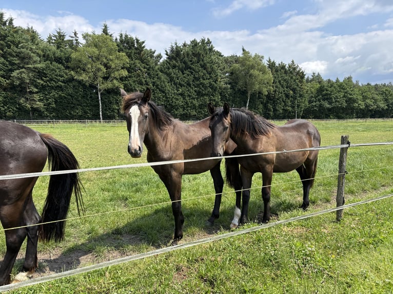 KWPN Mare 1 year 16,2 hh Chestnut in Maasbree
