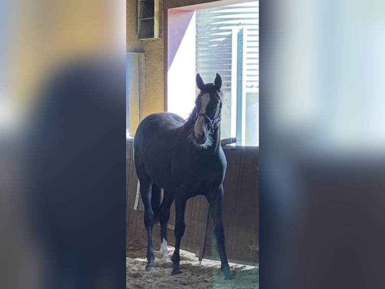 KWPN Mare 1 year 16,2 hh Chestnut in Maasbree