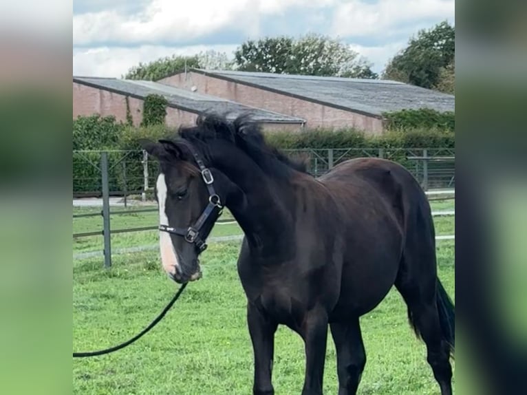 KWPN Mare 1 year 16,2 hh Chestnut in Maasbree