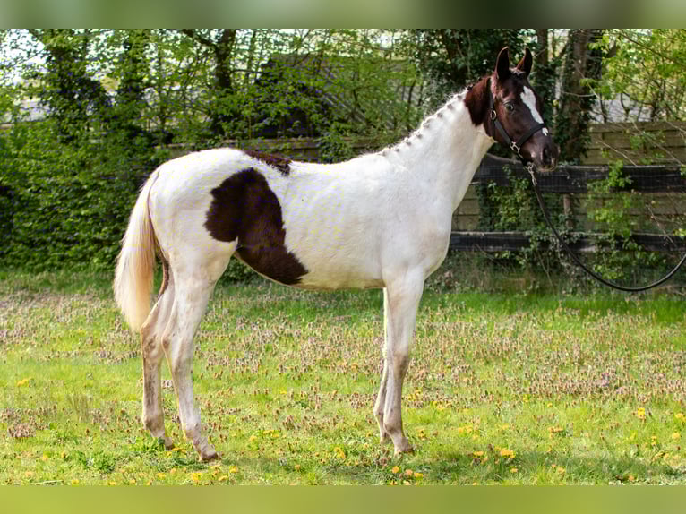 KWPN Mare 1 year 16,2 hh Pinto in Ede