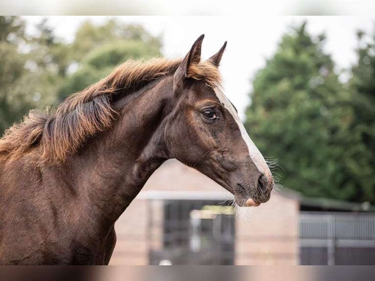 KWPN Mare 1 year 17 hh Chestnut in M&#xF6;nchengladbach