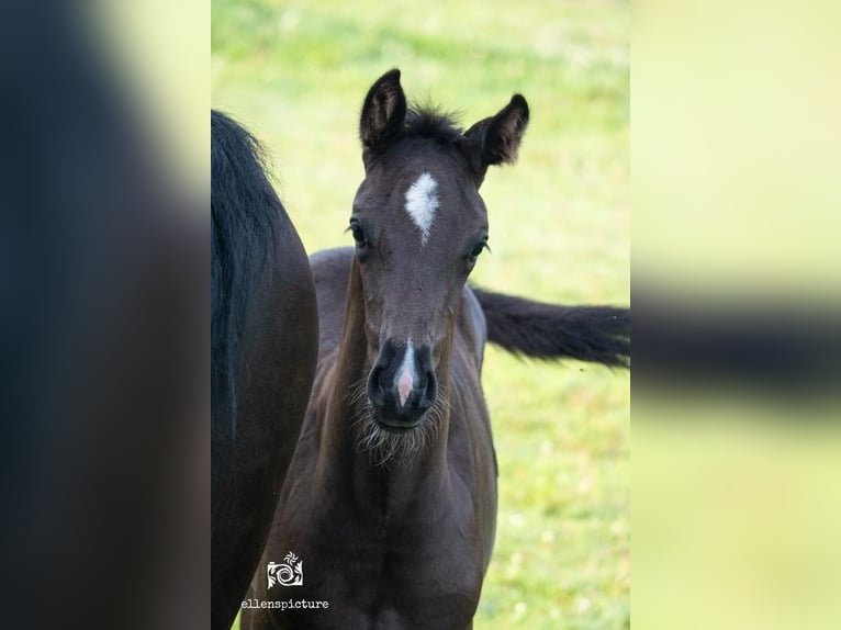 KWPN Mare 1 year Bay-Dark in Holten