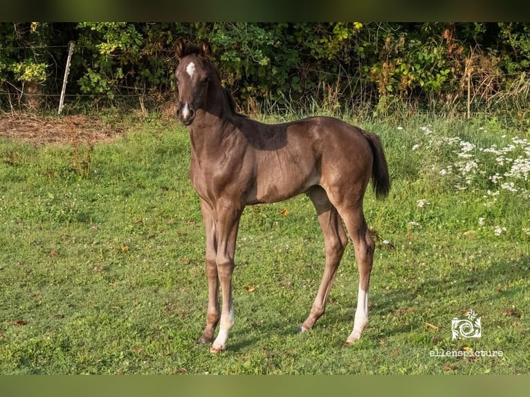 KWPN Mare 1 year Bay-Dark in Holten