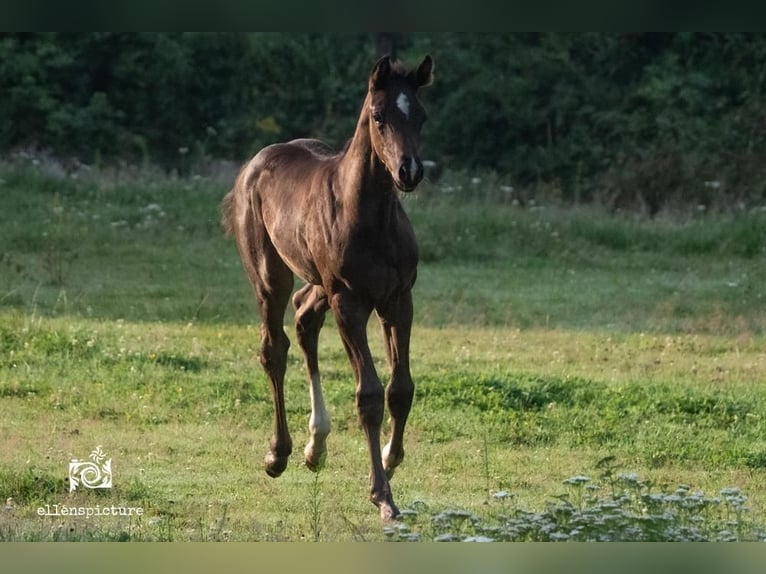KWPN Mare 1 year Bay-Dark in Holten