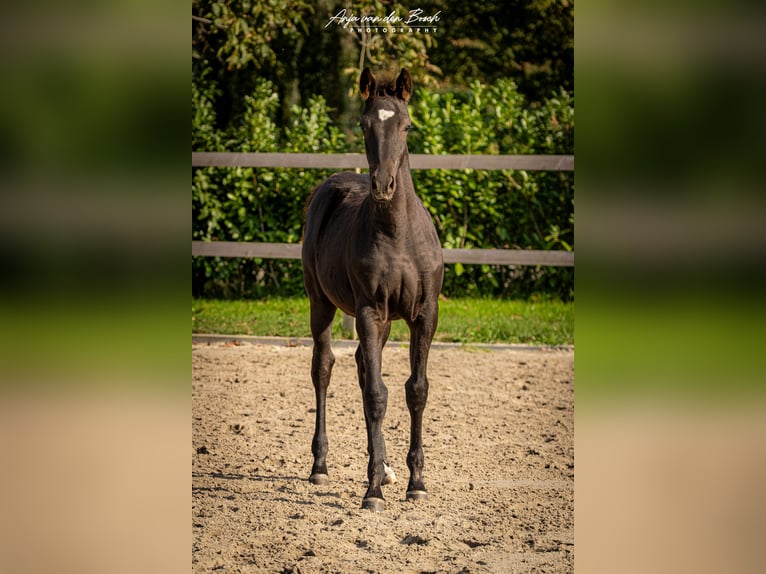 KWPN Mare 1 year Black in Overloon