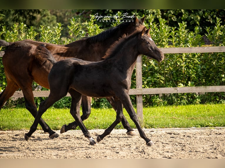 KWPN Mare 1 year Black in Overloon