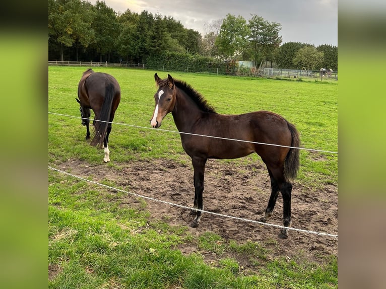 KWPN Mare 1 year Brown in Berlicum