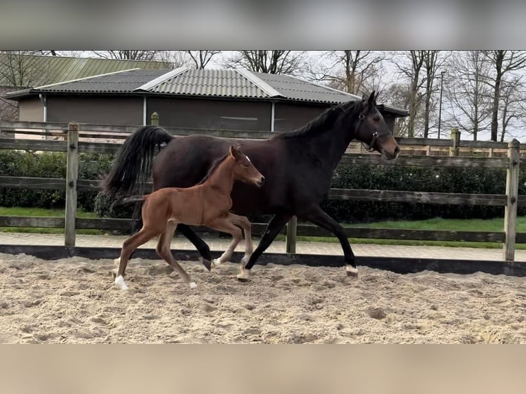 KWPN Mare 1 year Brown in Kalmthout