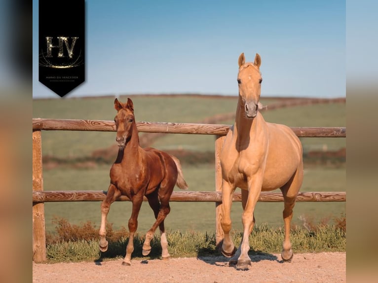 KWPN Mare 1 year Chestnut in Marly-sous-Issy