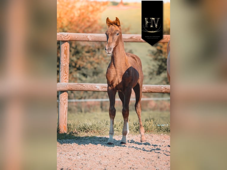 KWPN Mare 1 year Chestnut in Marly-sous-Issy
