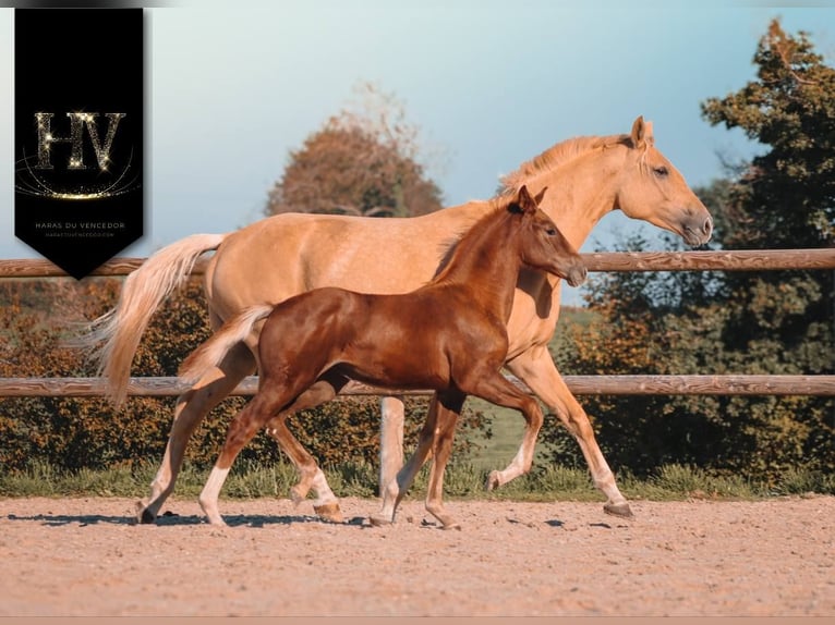 KWPN Mare 1 year Chestnut in Marly-sous-Issy