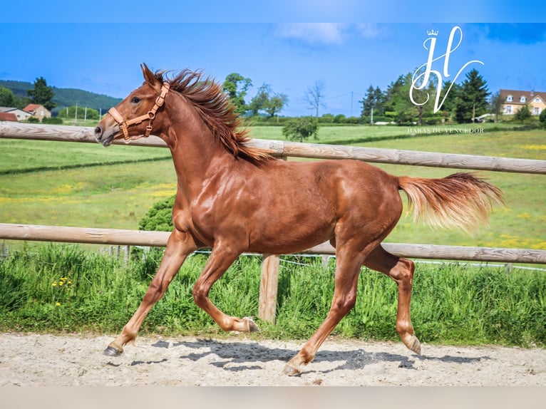 KWPN Mare 1 year Chestnut in Marly-sous-Issy
