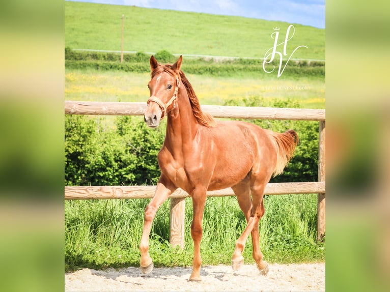 KWPN Mare 1 year Chestnut in Marly-sous-Issy