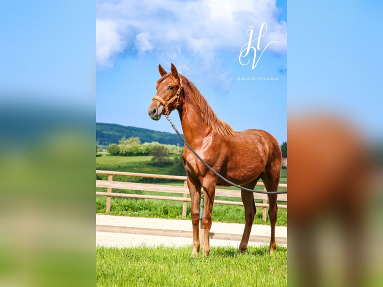 KWPN Mare 1 year Chestnut in Marly-sous-Issy