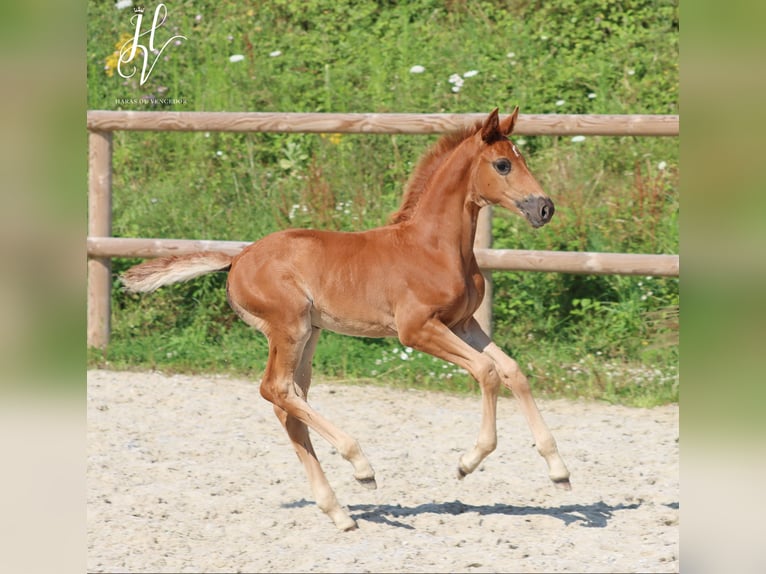 KWPN Mare 1 year Chestnut in Marly-sous-Issy