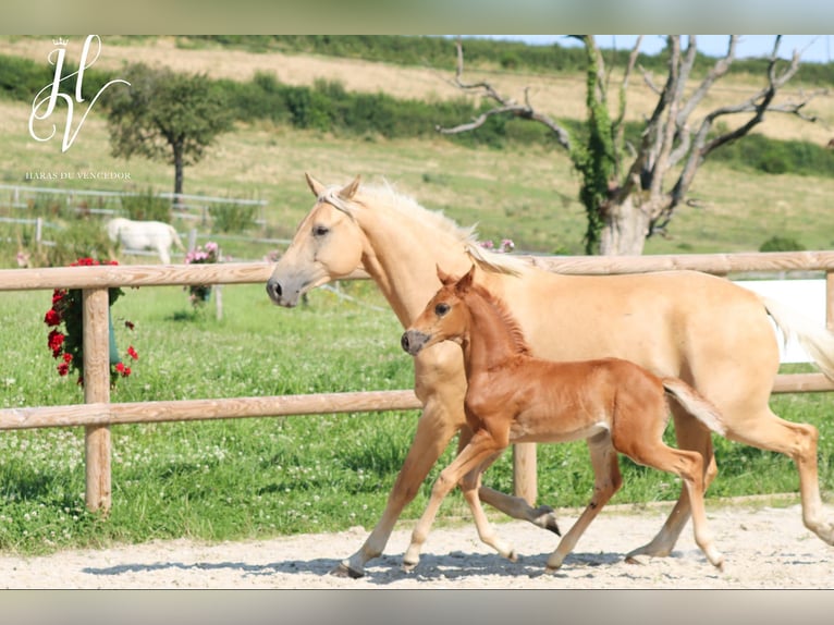 KWPN Mare 1 year Chestnut in Marly-sous-Issy