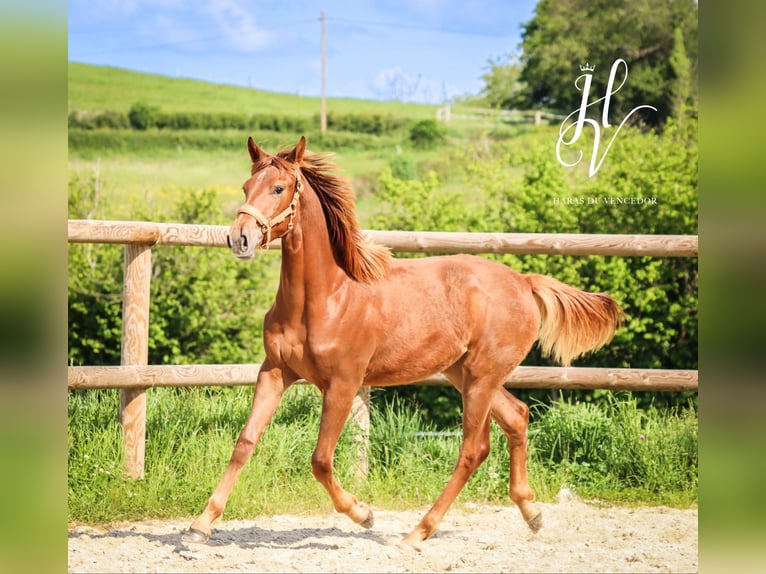 KWPN Mare 1 year Chestnut in Marly-sous-Issy