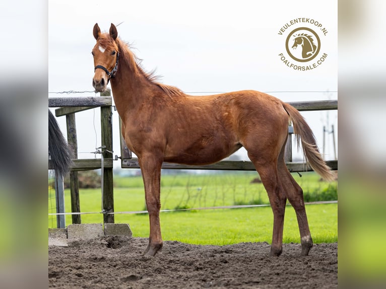 KWPN Mare 1 year Chestnut-Red in Lith