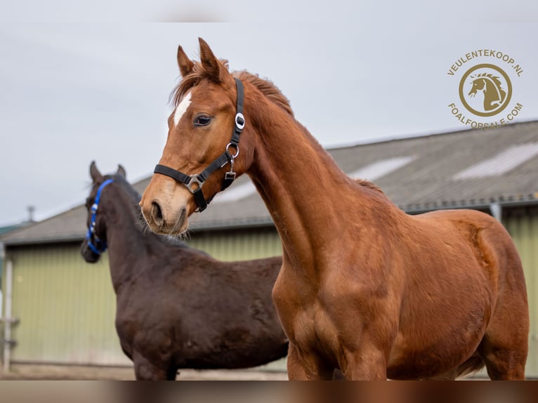 KWPN Mare 1 year Chestnut-Red in Lith