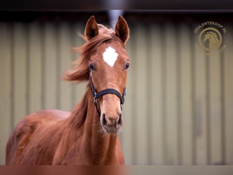 KWPN Mare 1 year Chestnut-Red in Lith