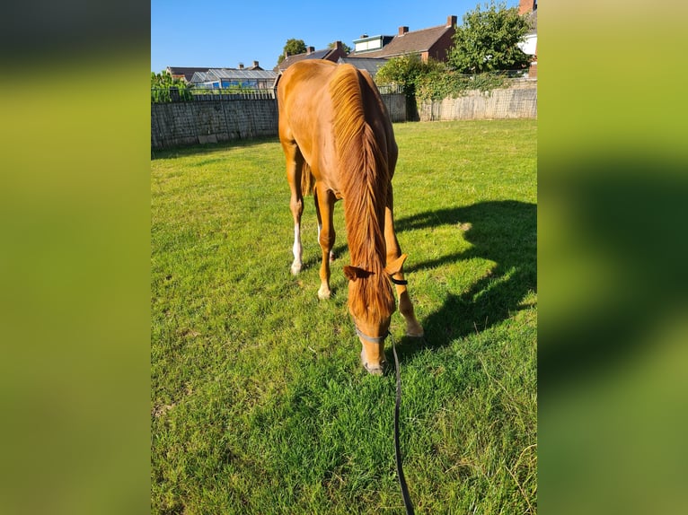 KWPN Mare 1 year Chestnut-Red in Posterholt
