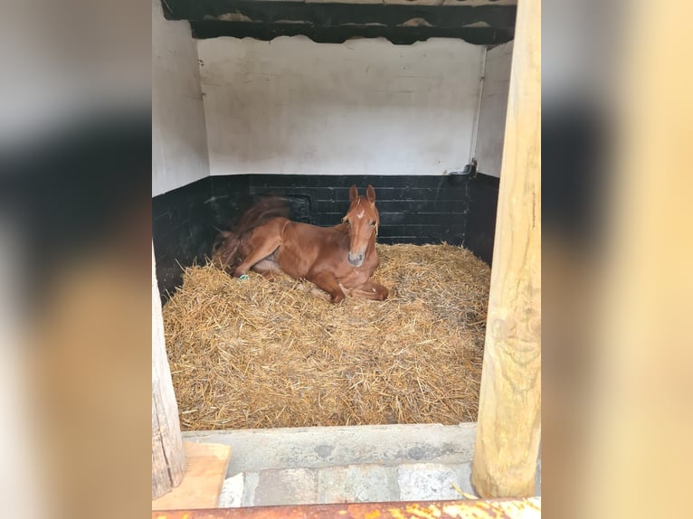 KWPN Mare 1 year Chestnut-Red in Posterholt