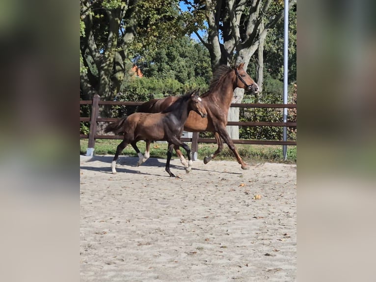 KWPN Mare 1 year Smoky-Black in Veghel