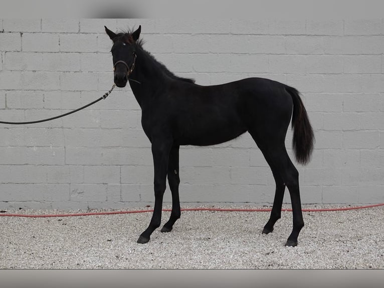 KWPN Mare 1 year Smoky-Black in Wommelgem