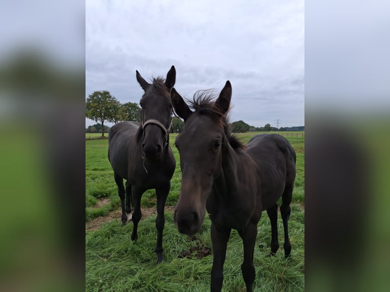 KWPN Mare 1 year Smoky-Black in Dalfsen