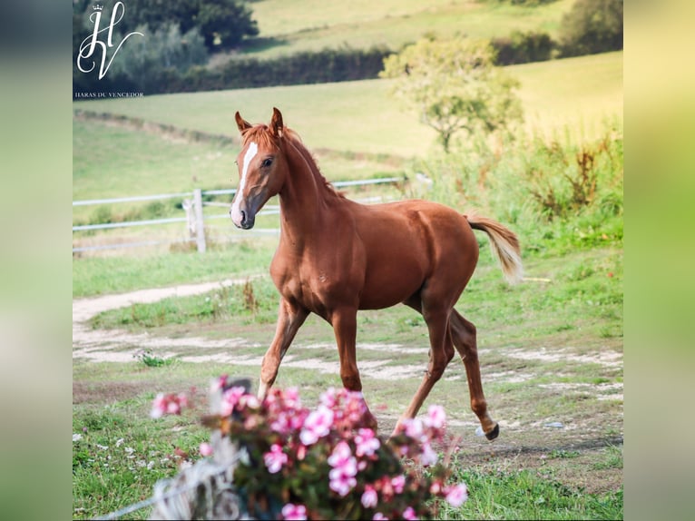 KWPN Mare 1 year Sorrel in Grury