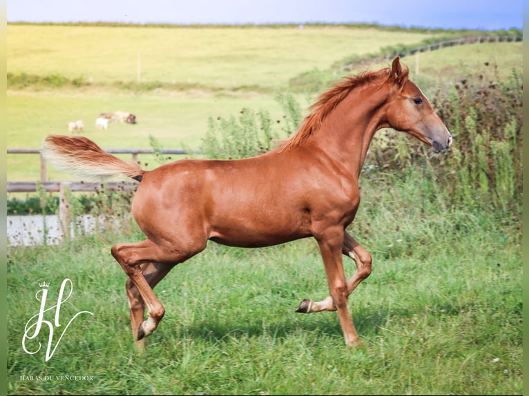 KWPN Mare 1 year Sorrel in Grury