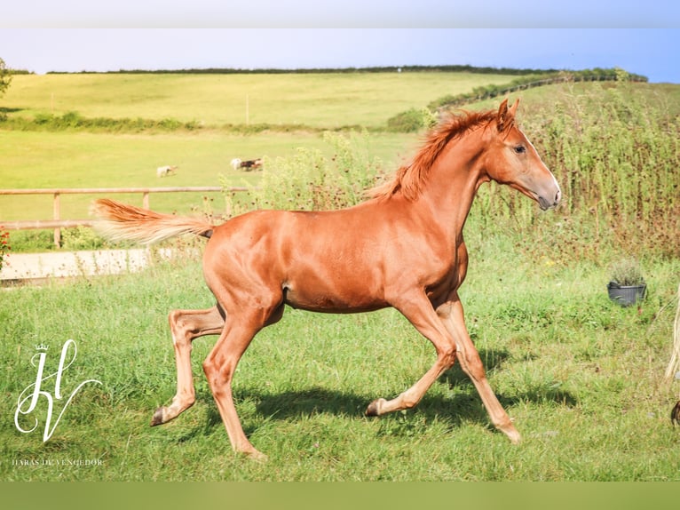 KWPN Mare 1 year Sorrel in Grury