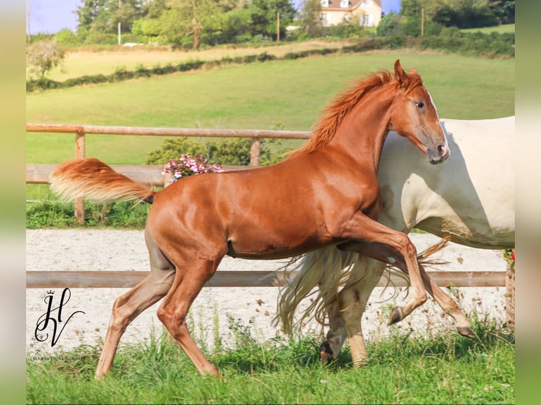 KWPN Mare 1 year Sorrel in Grury