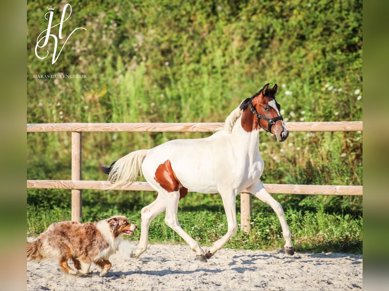 KWPN Mare 1 year Tobiano-all-colors in Grury