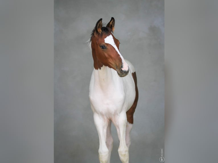 KWPN Mare 1 year Tobiano-all-colors in GRURY