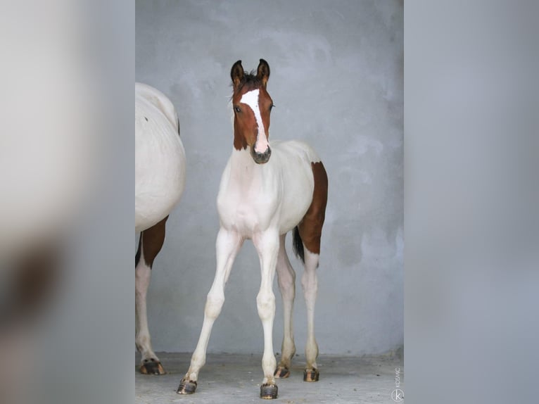KWPN Mare 1 year Tobiano-all-colors in GRURY