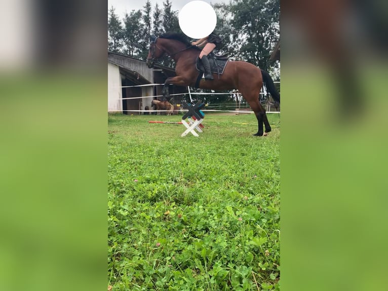 KWPN Mare 20 years 15,1 hh Brown in Obersch&#xF6;negg