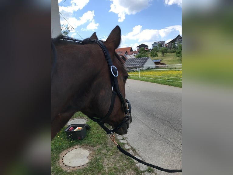 KWPN Mare 20 years 15,2 hh Brown in Oberschönegg KWPN Mare 20 years 15,2 hh Brown in Oberschönegg