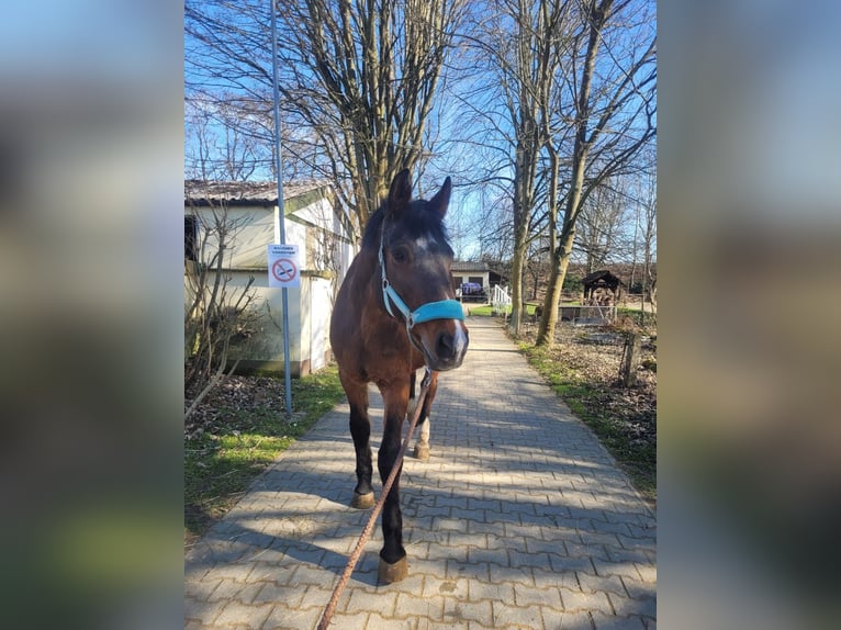 KWPN Mare 20 years 16,1 hh Brown in Karben