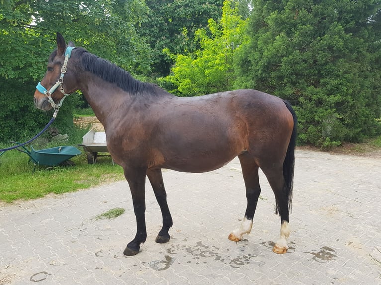 KWPN Mare 20 years 16,1 hh Brown in Karben